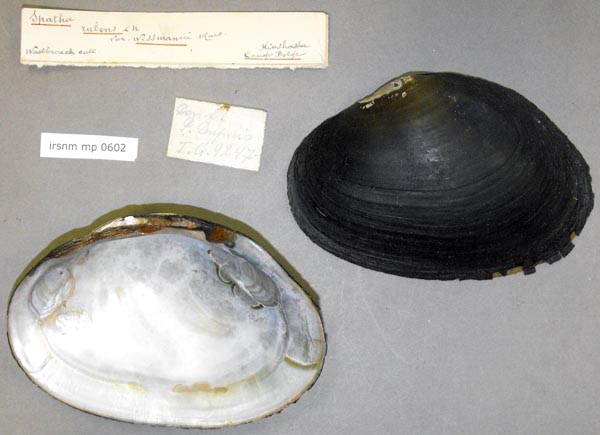 specimen
