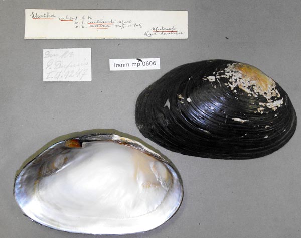 specimen
