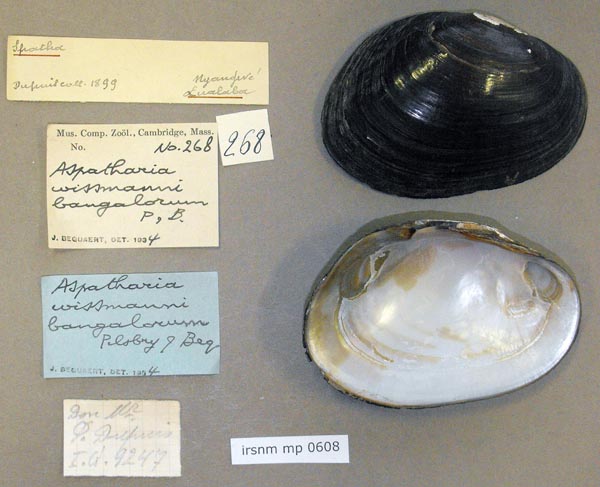 specimen