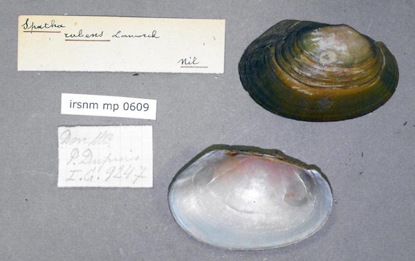 specimen
