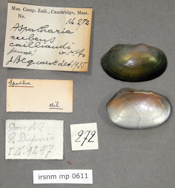 specimen