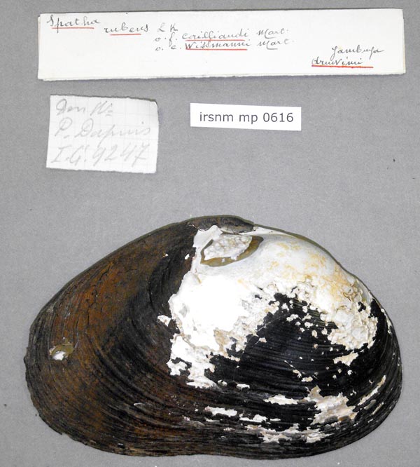specimen
