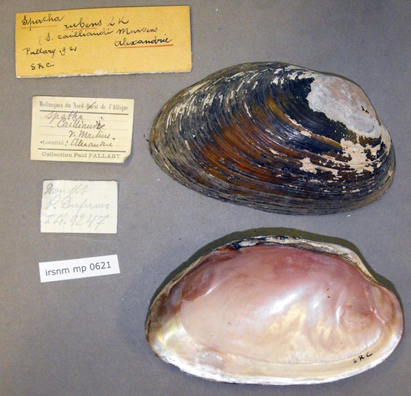 specimen