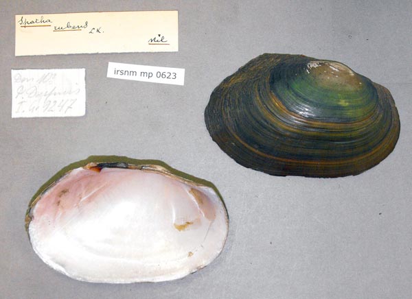 specimen