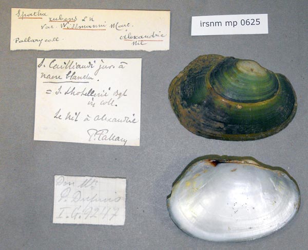 specimen