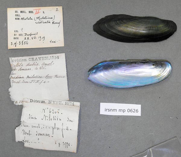 specimen