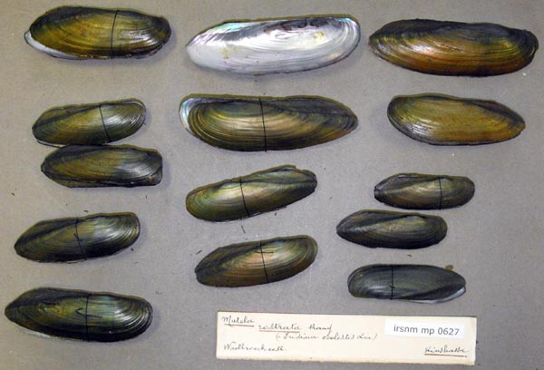 specimen