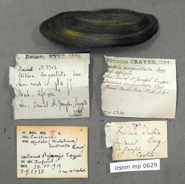 specimen