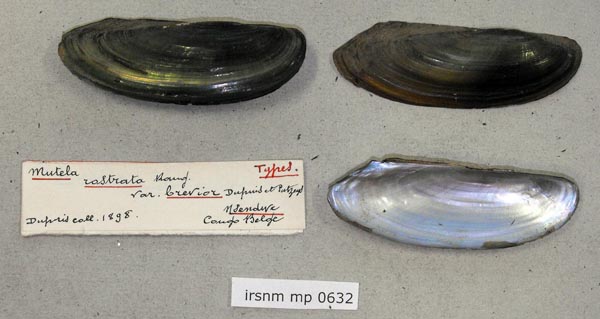 specimen