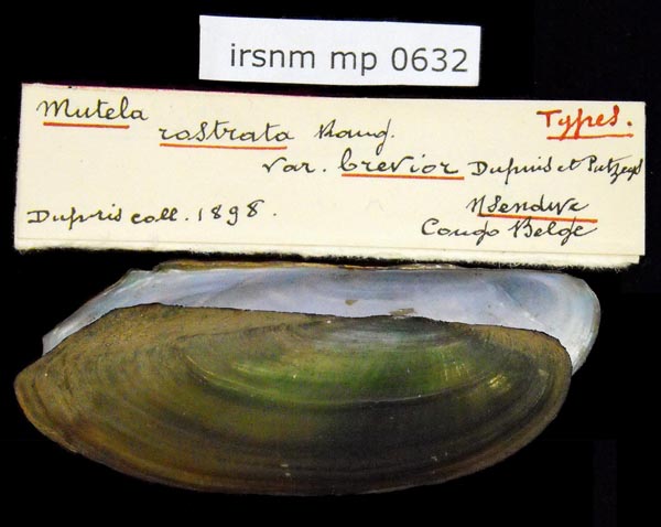 specimen