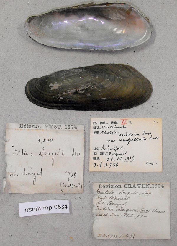 specimen