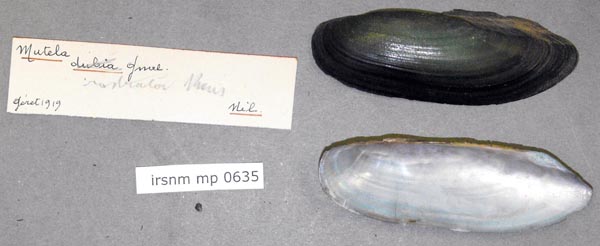 specimen