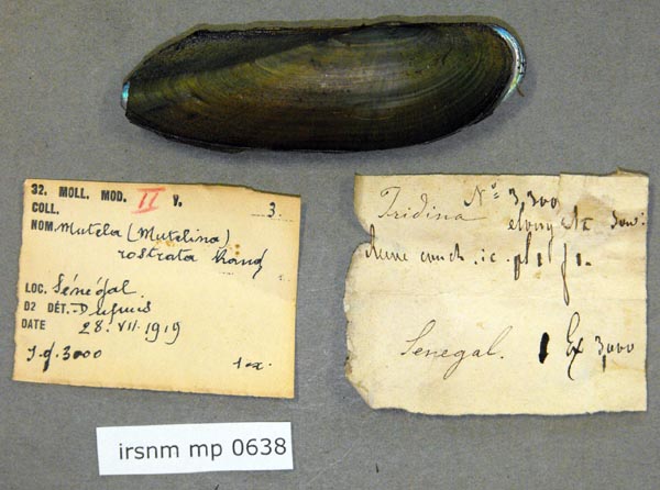 specimen