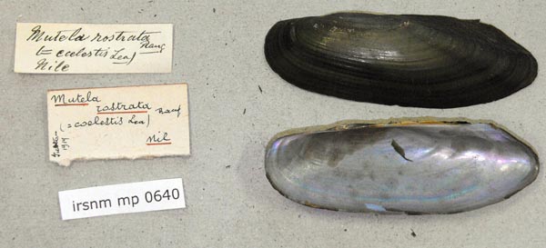 specimen