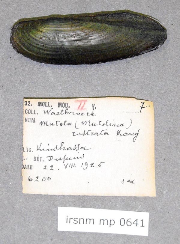 specimen