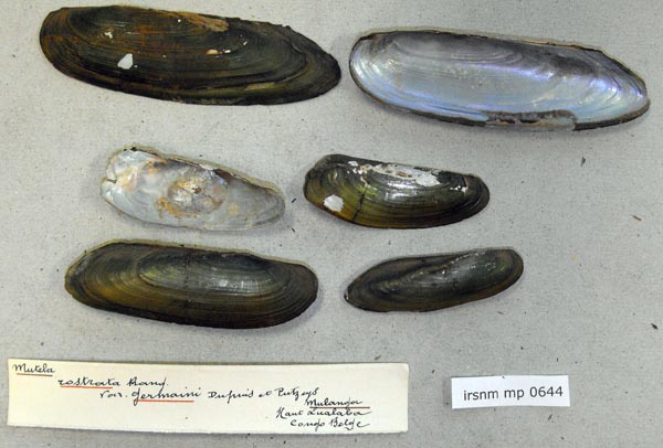 specimen