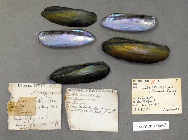 specimen