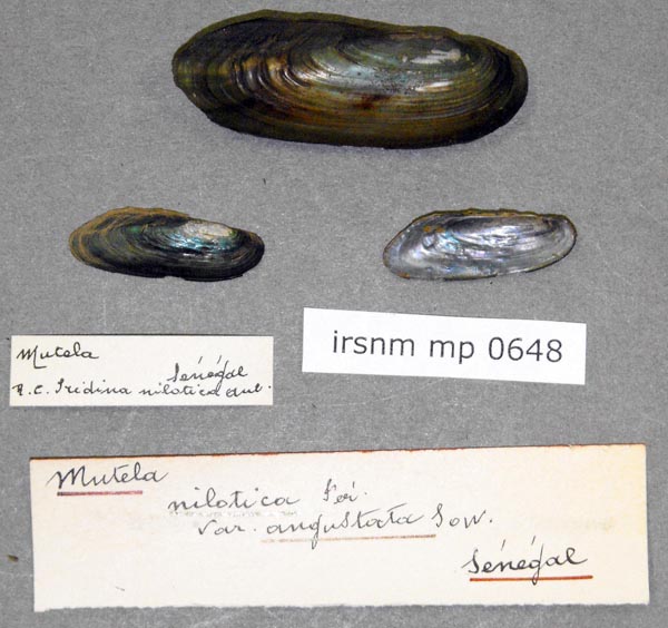 specimen