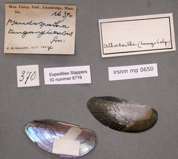 specimen