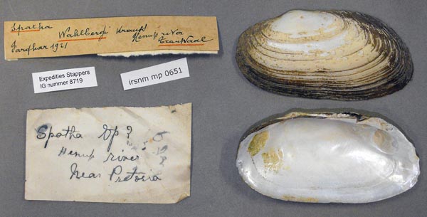 specimen