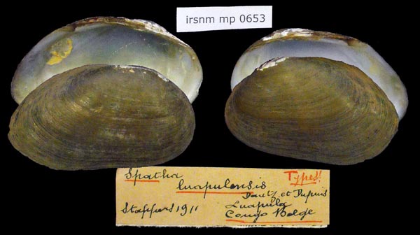 specimen