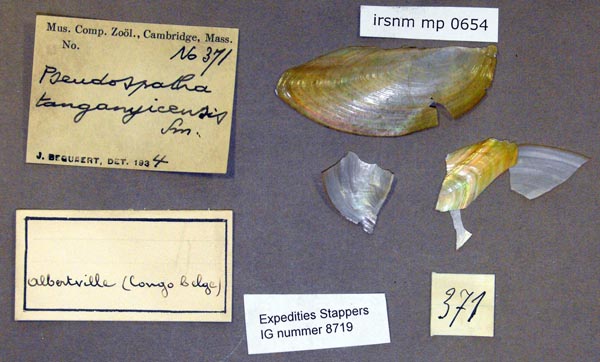specimen