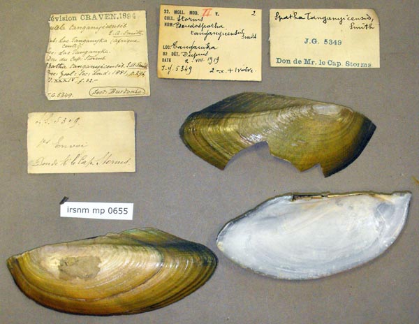 specimen
