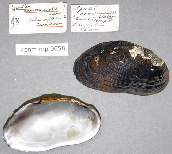 specimen