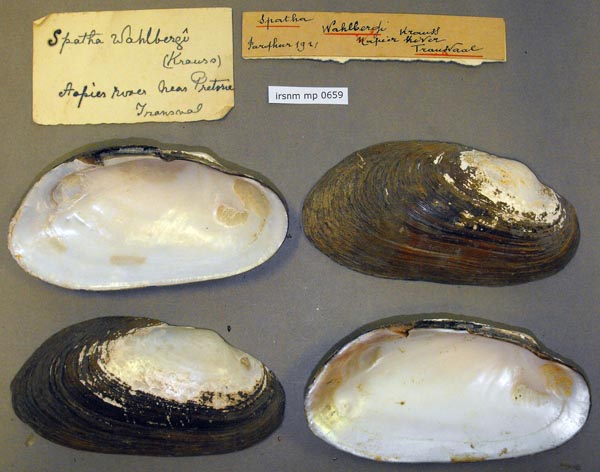 specimen