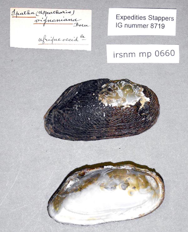 specimen