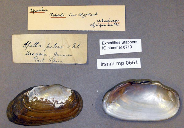 specimen