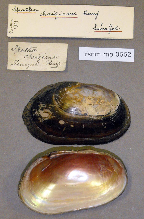 specimen