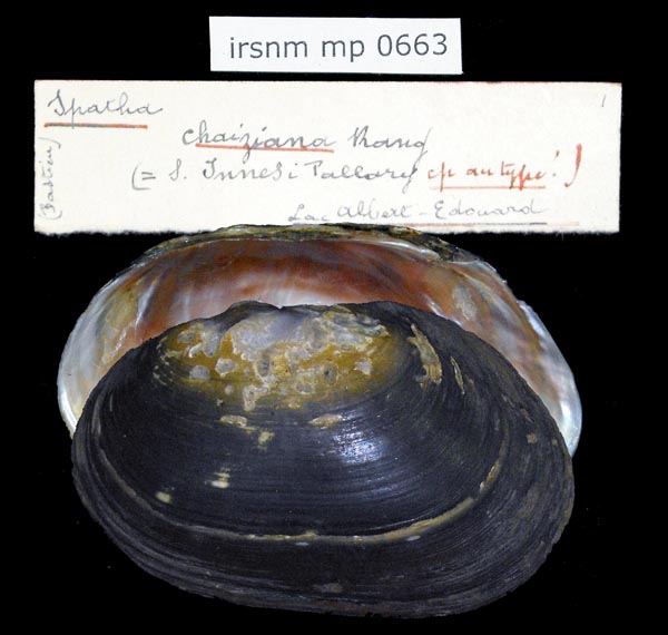 specimen