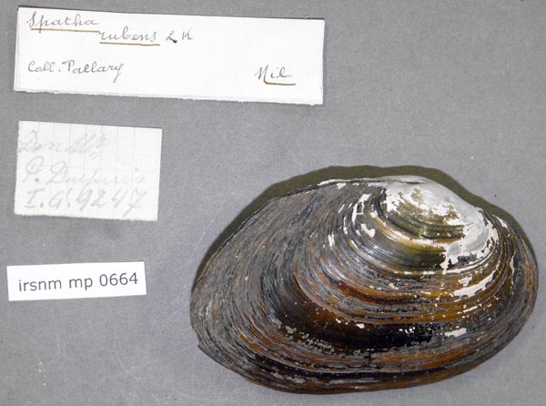 specimen