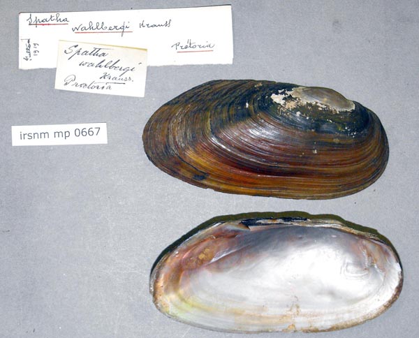 specimen
