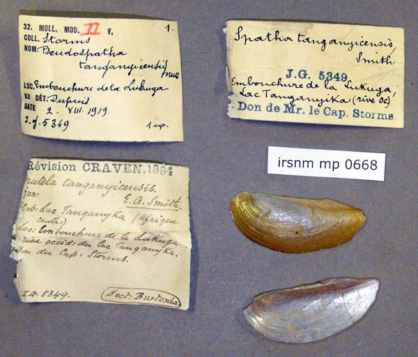 specimen