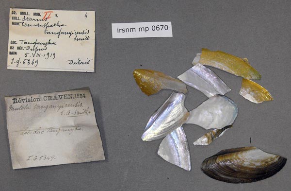 specimen