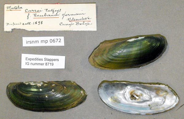 specimen