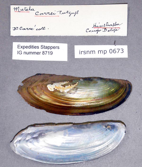 specimen