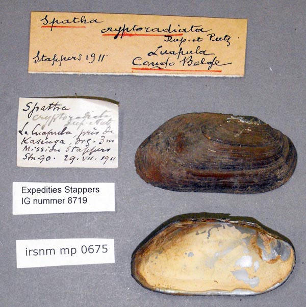 specimen