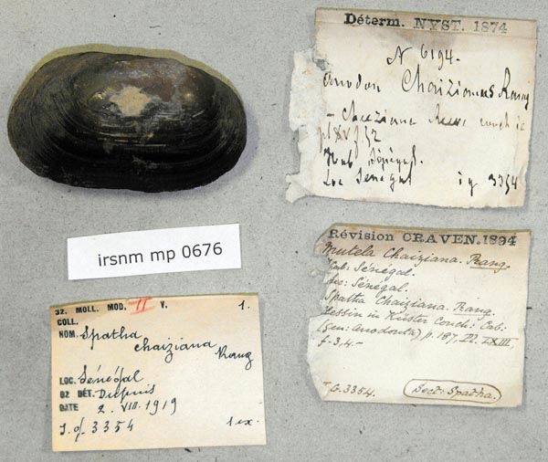 specimen
