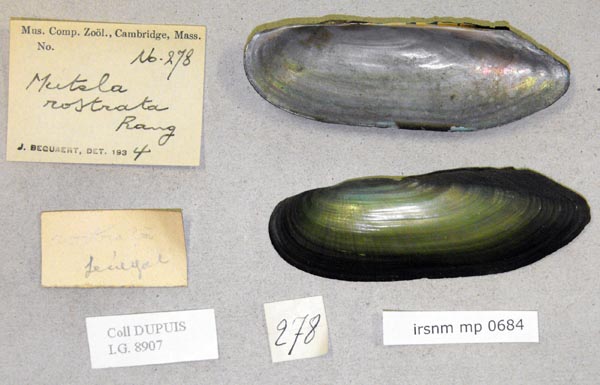 specimen