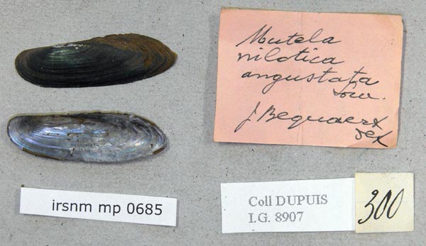 specimen