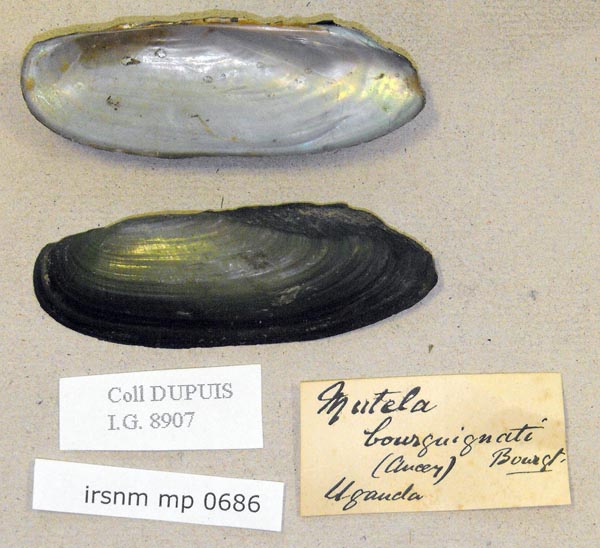 specimen