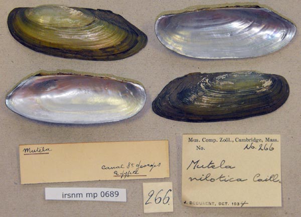 specimen