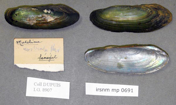 specimen