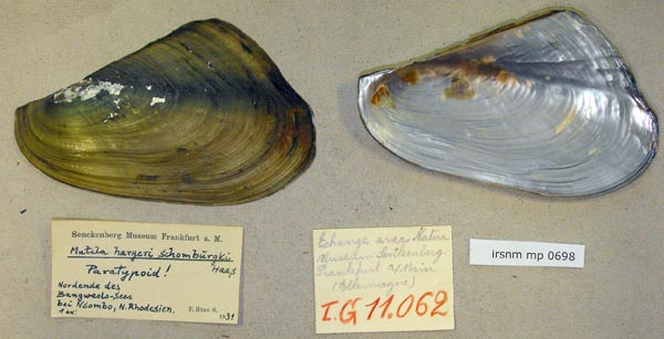 specimen