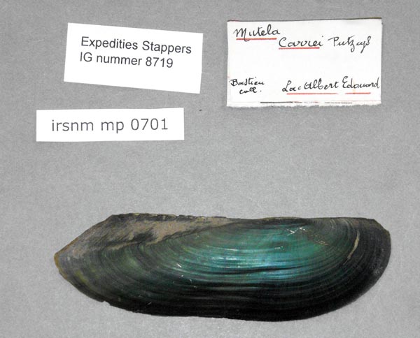 specimen