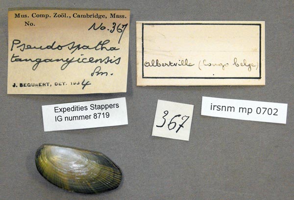 specimen