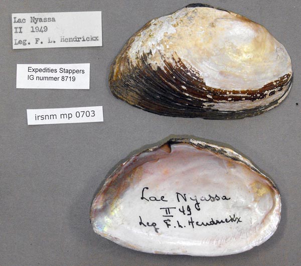 image of lot IRSNB_MP_0703 image of lot IRSNB_MP_0703